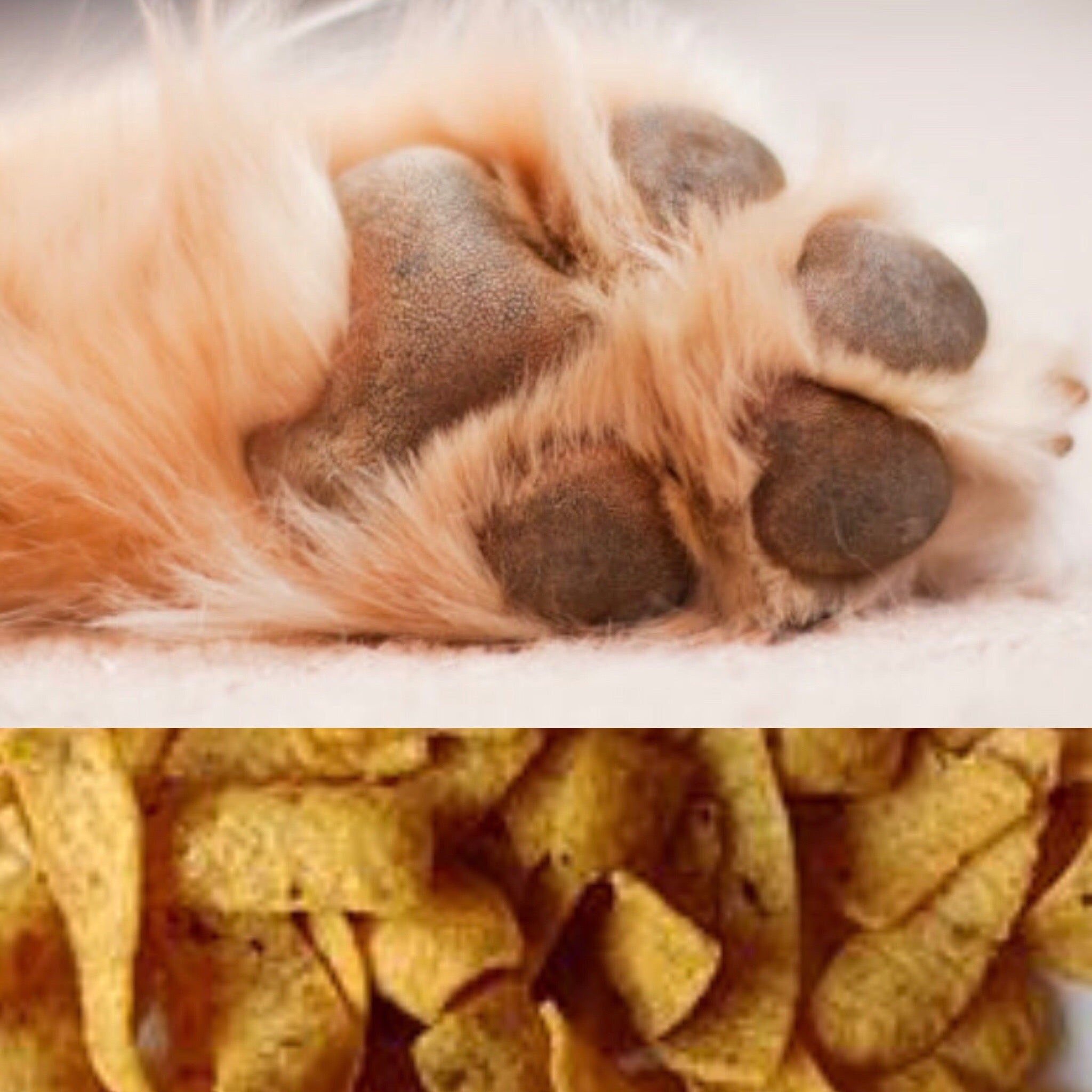 Frito feet dog online treatment
