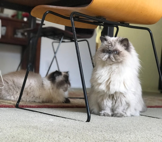 Just How Smart Are Cats?
