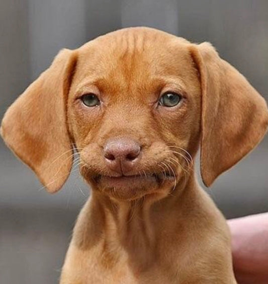 Do You Bug Your Dog? What Do Dogs Hate?