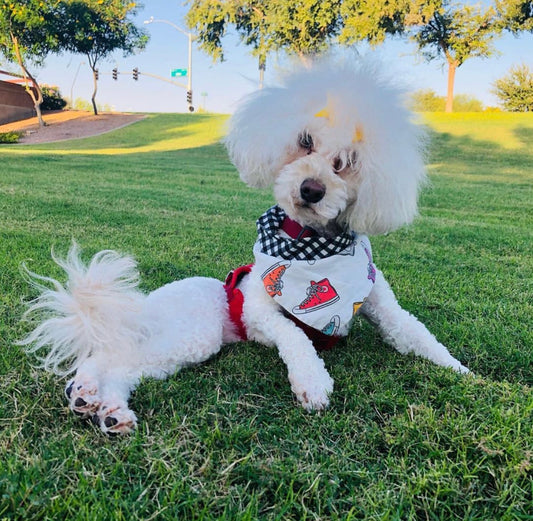 Olive the doodle with Cerebellar hypoplasia