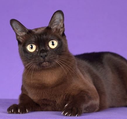 Top Cat Names of 2018