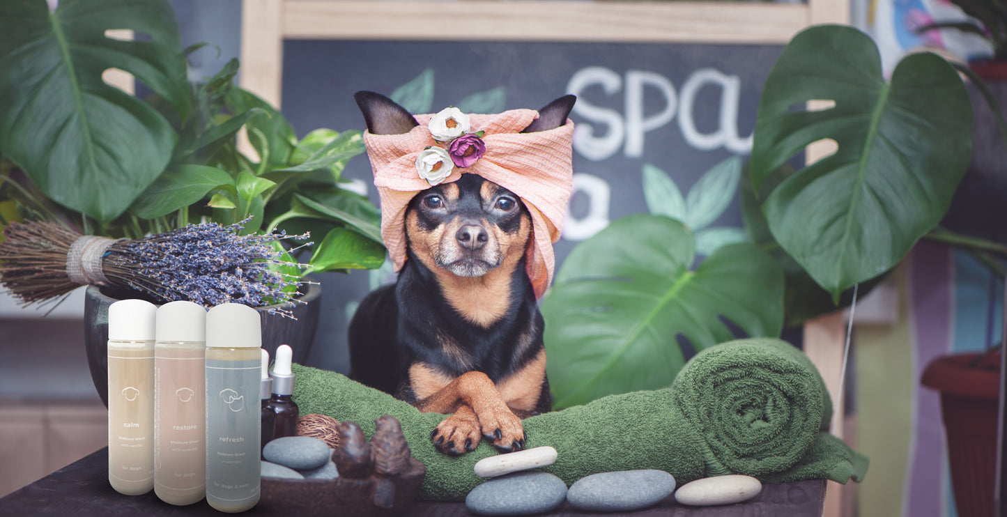 Refresh Moisture Wash - PetPotion™