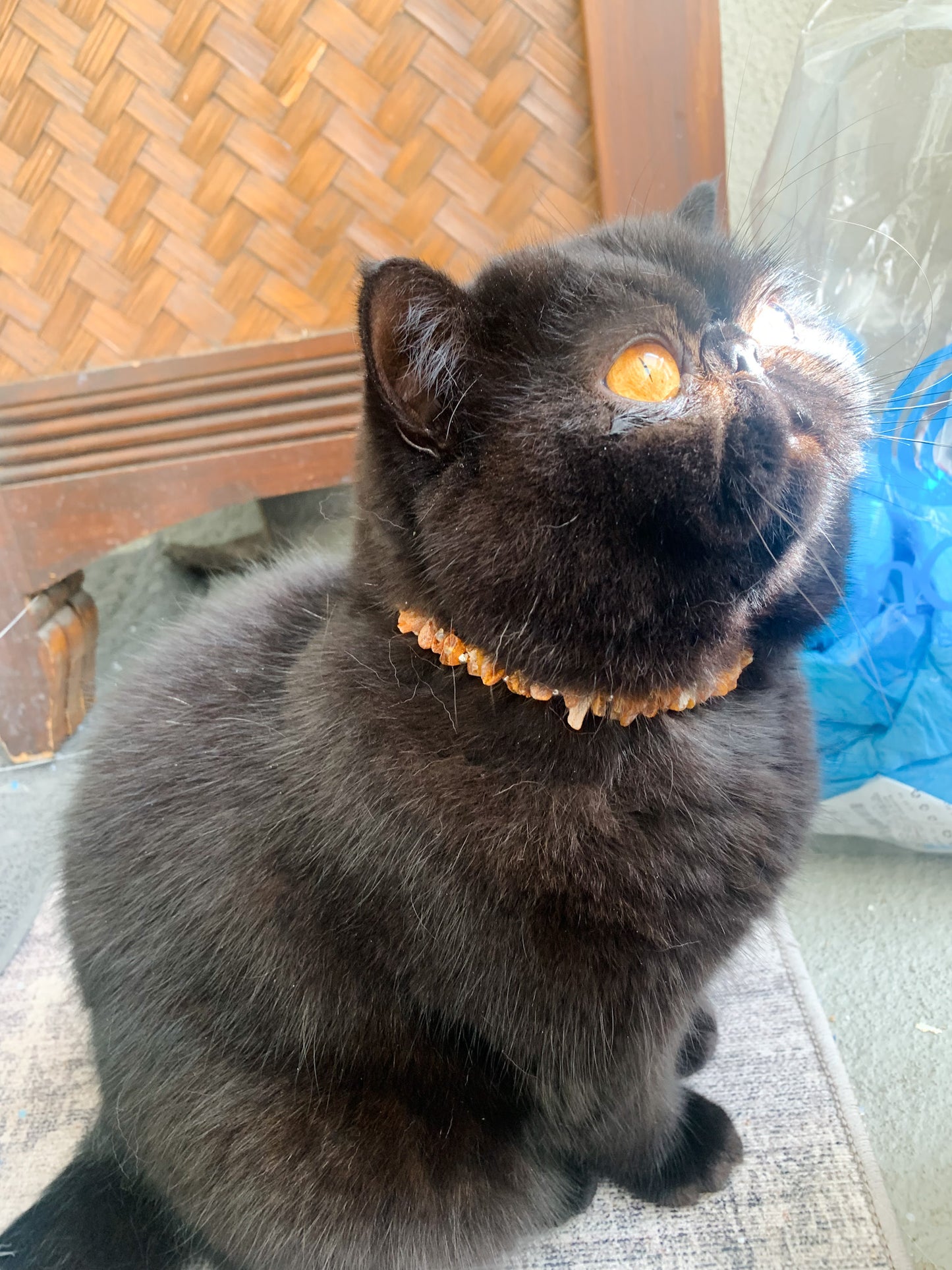 Authentic Baltic Amber Holistic Preventative Flea/Tick Necklace - PetPotion™