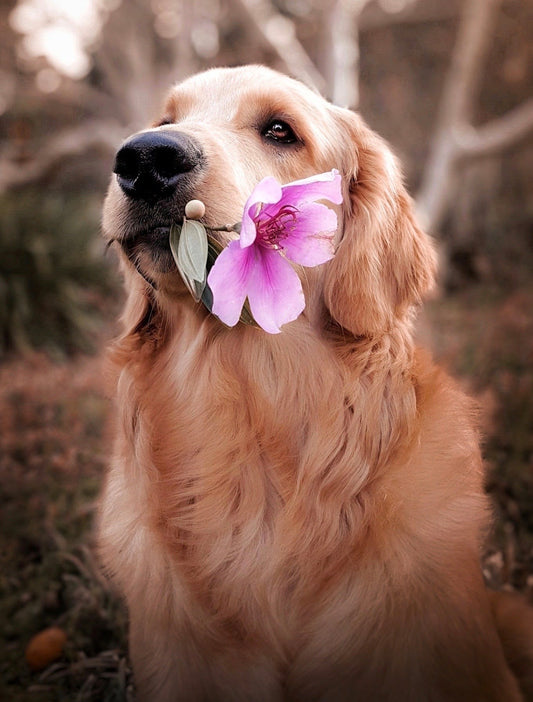Why Do Some Dogs Smell More Than Others?