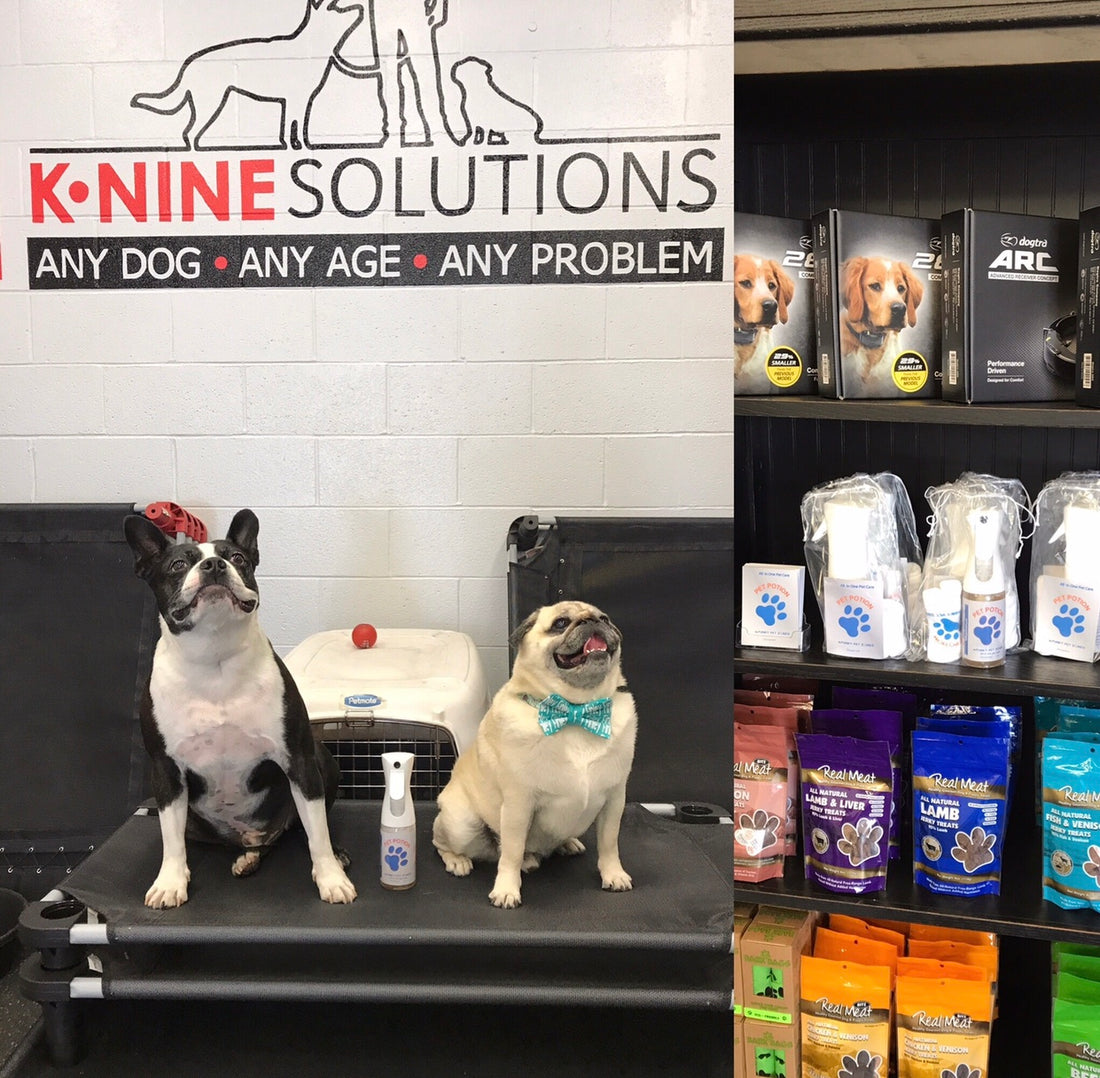 PetPotion Chats with A Trainer Pivoting His Business During Covid-19