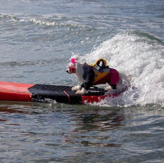 Have you ever wondered if dogs can surf?