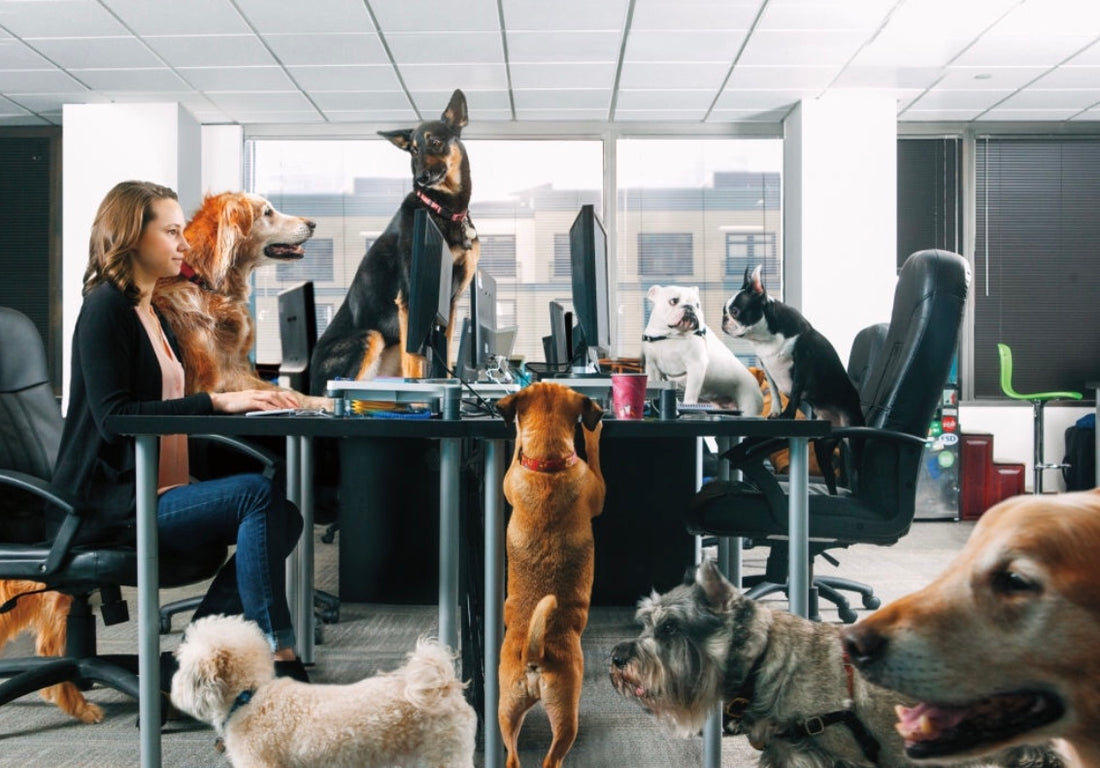 8 Tips When Bringing Your Dog To The Office