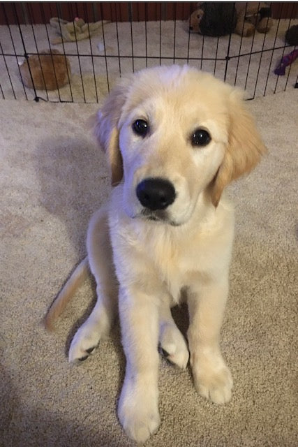 Bringing A New Pup Home