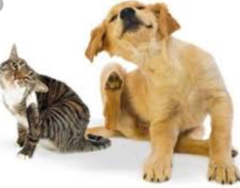 Does Your Pet Have Itch-uess