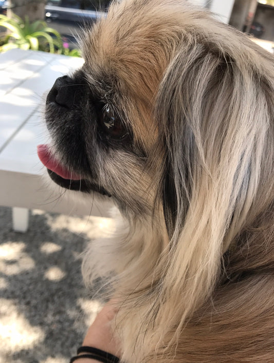 A New Way To Think About Barking