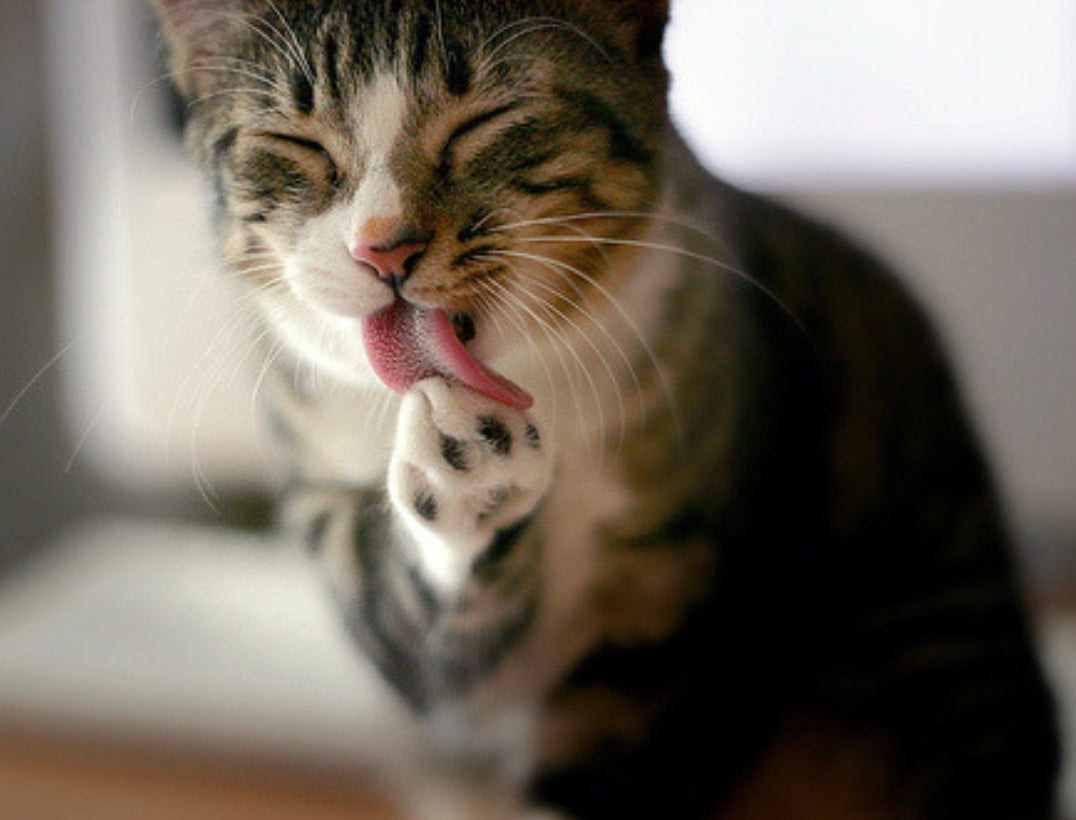 What's all the lickin' about?