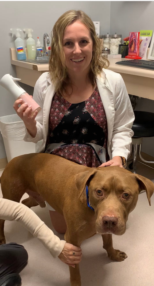When Your Dog Has A Fear Of The Vet