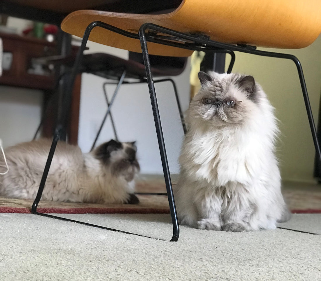 Just How Smart Are Cats?