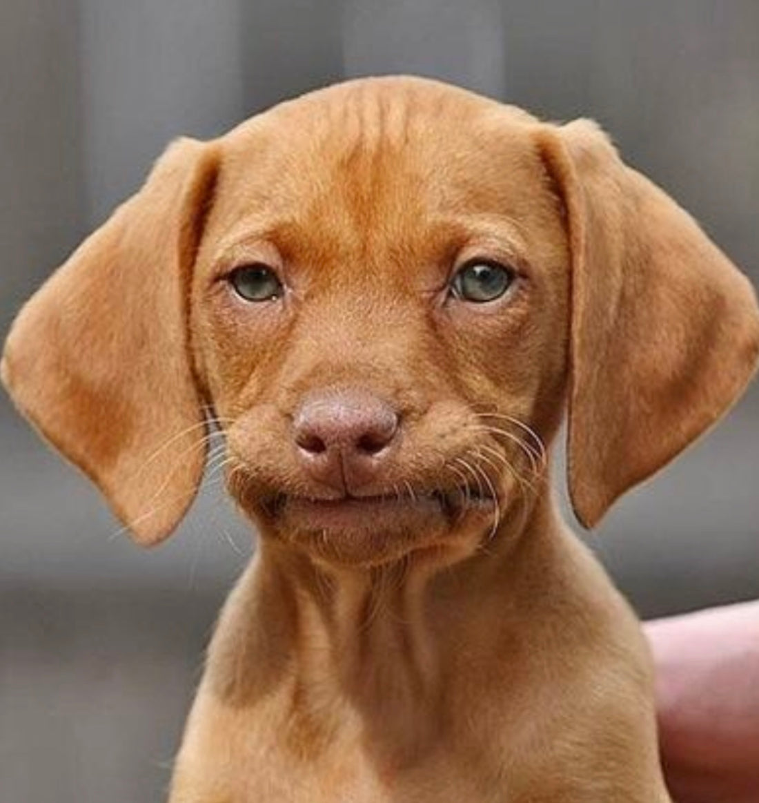 Do You Bug Your Dog? What Do Dogs Hate?