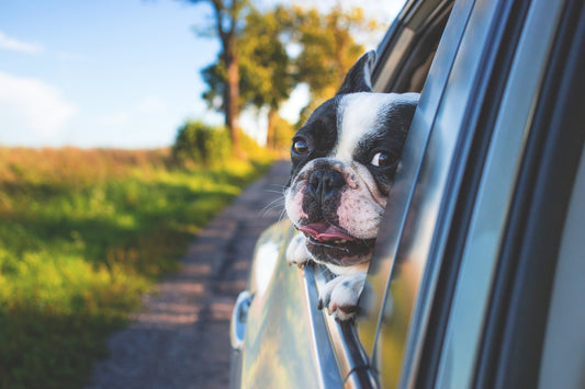 What Smells Do Dogs Hate