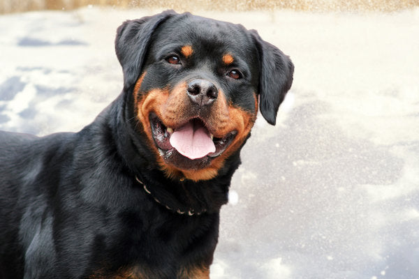 Top Doggie Names for 2018