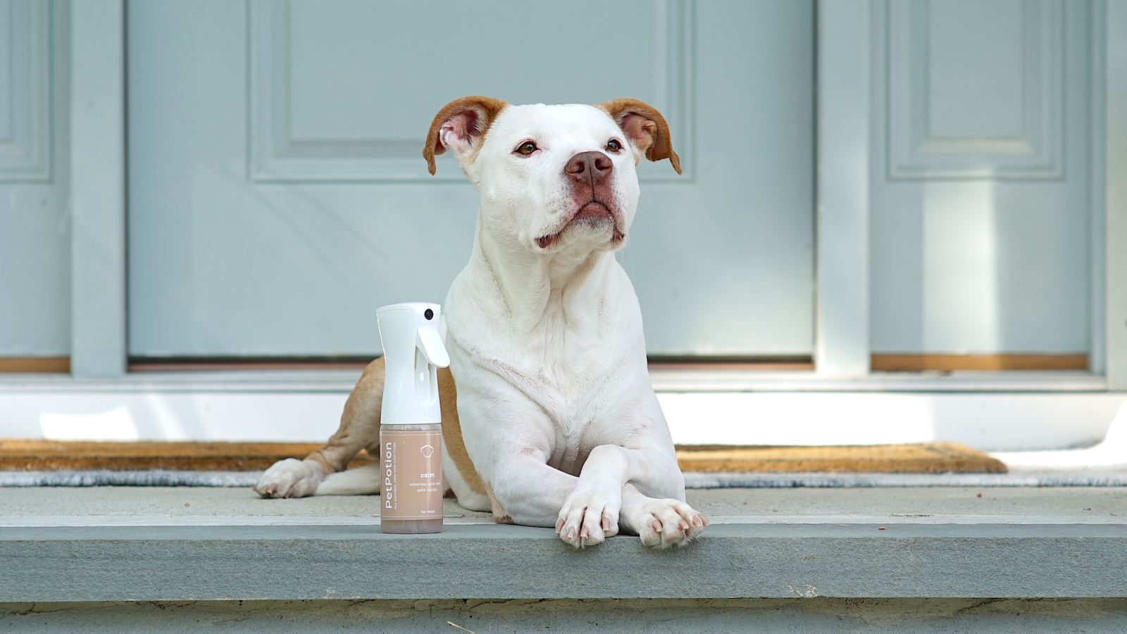 Need help on which spray to choose? Take a quiz! – PetPotion™