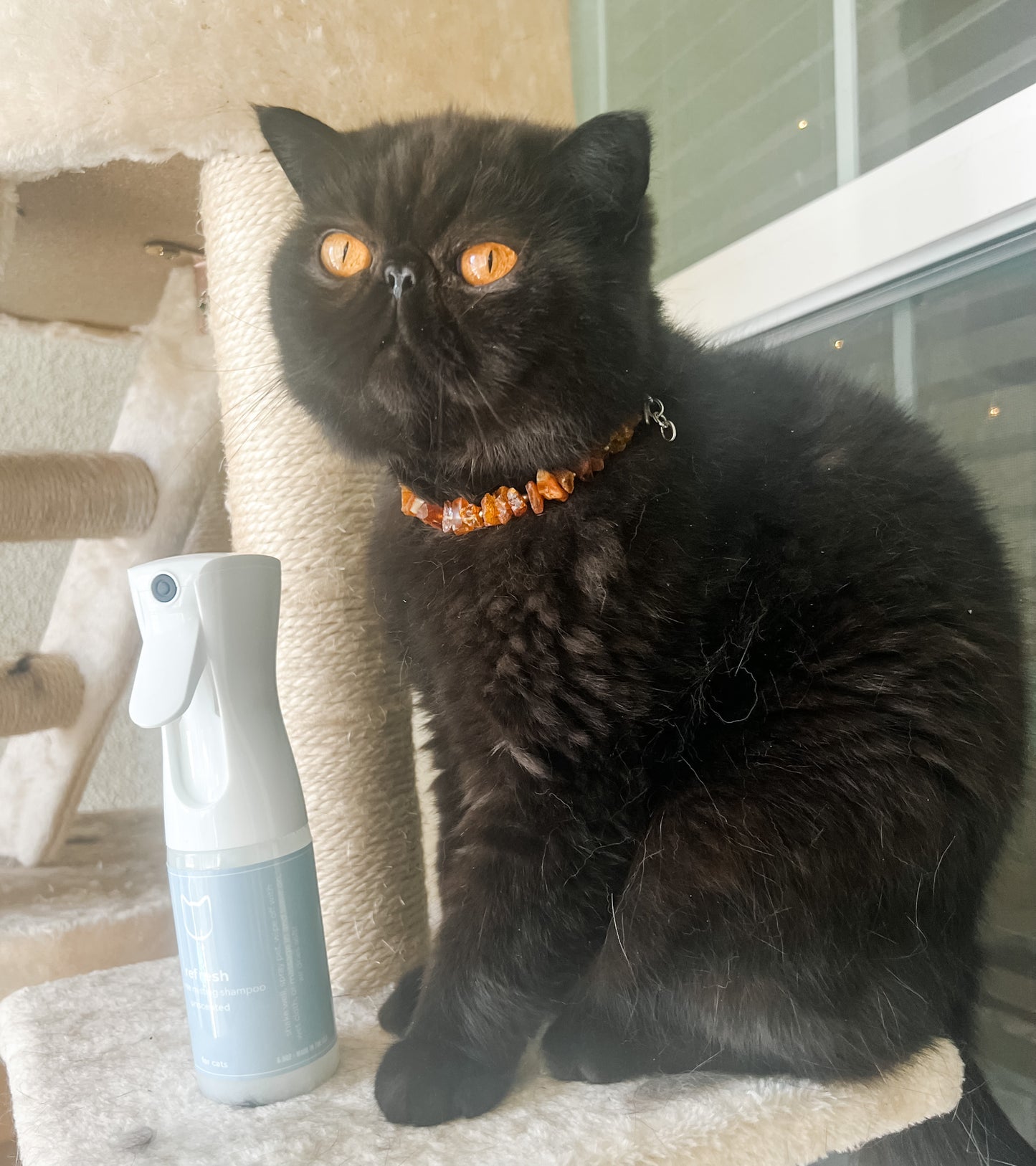 Refresh Cat Organic, No Rinse, Misting Shampoo 5oz/ Unscented - PetPotion™