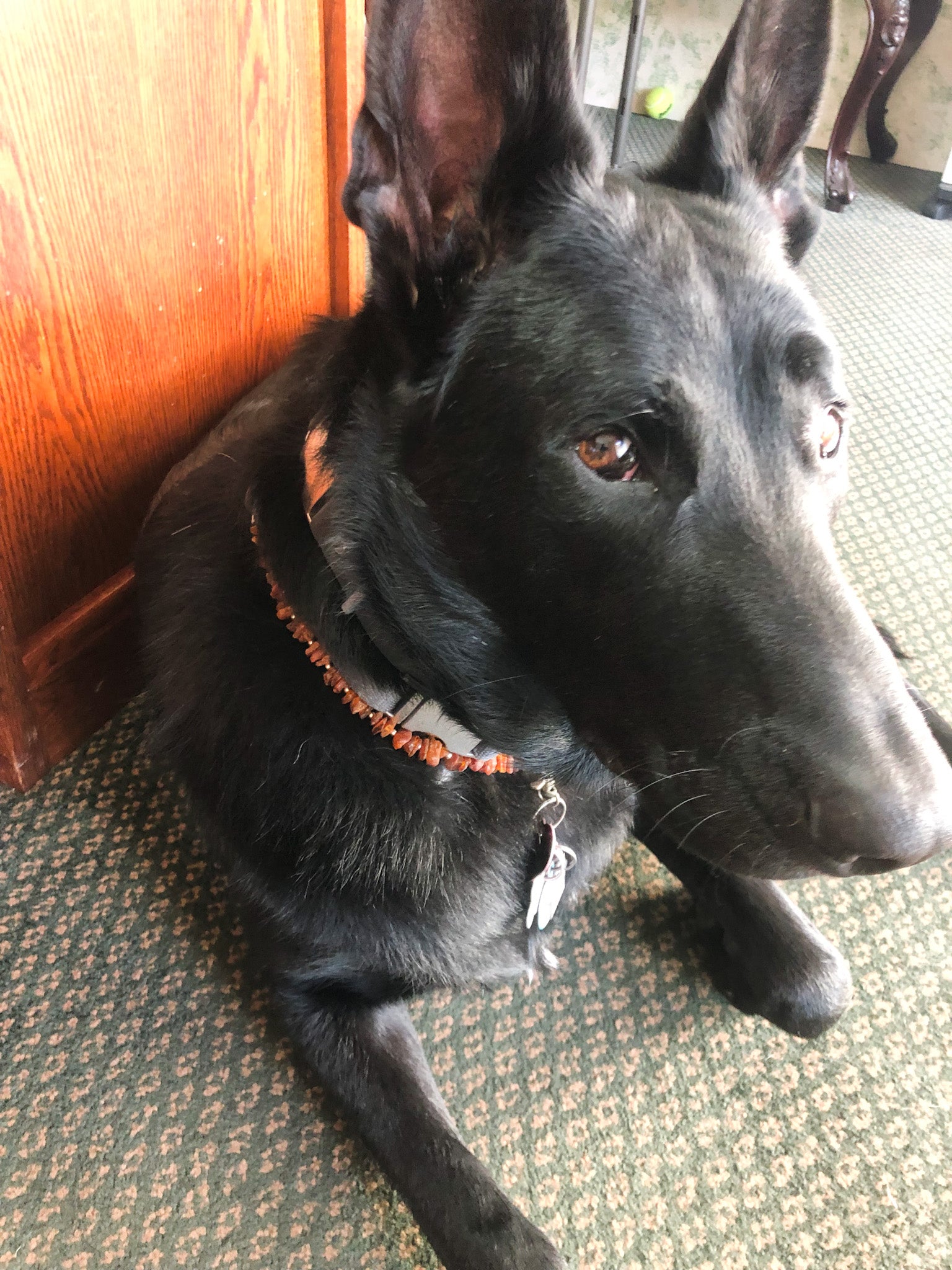 Authentic Baltic Amber Holistic Preventative Flea/Tick Necklace - PetPotion™