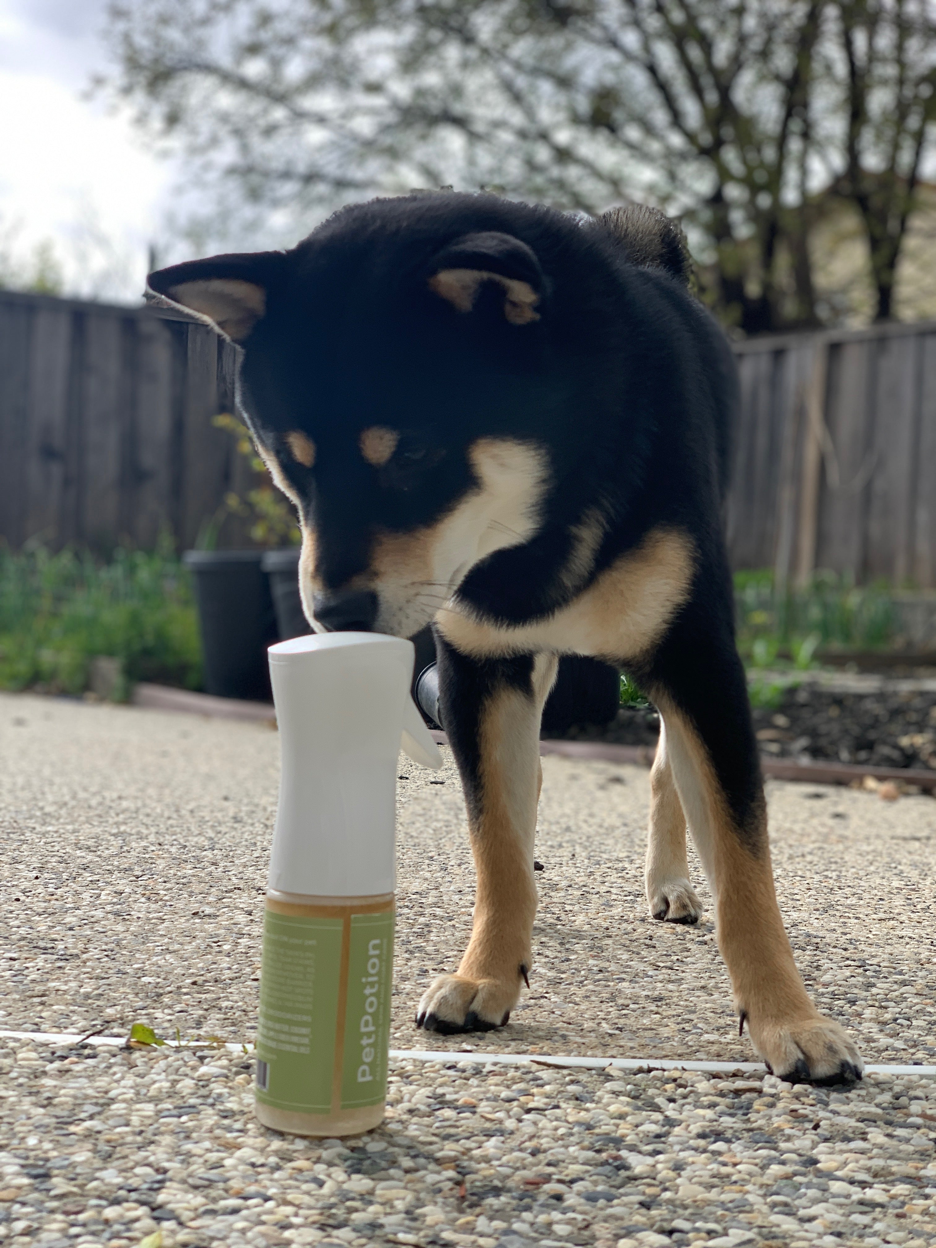 PetPotion Balance No Rinse Waterless Spray Bath is lightly scented with essential oil blend and is infused with organic apple cider vinegar.