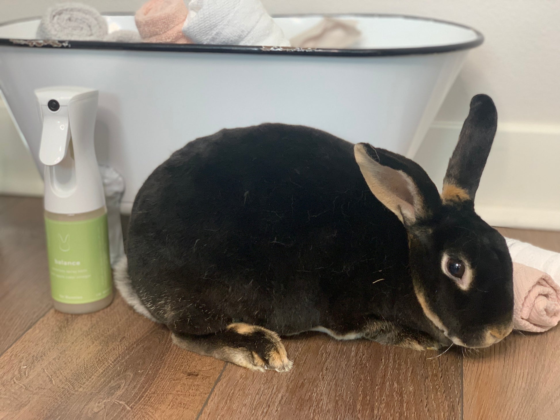 Balance Bunny No Rinse Waterless Spray Bath  5.5 oz - PetPotion™