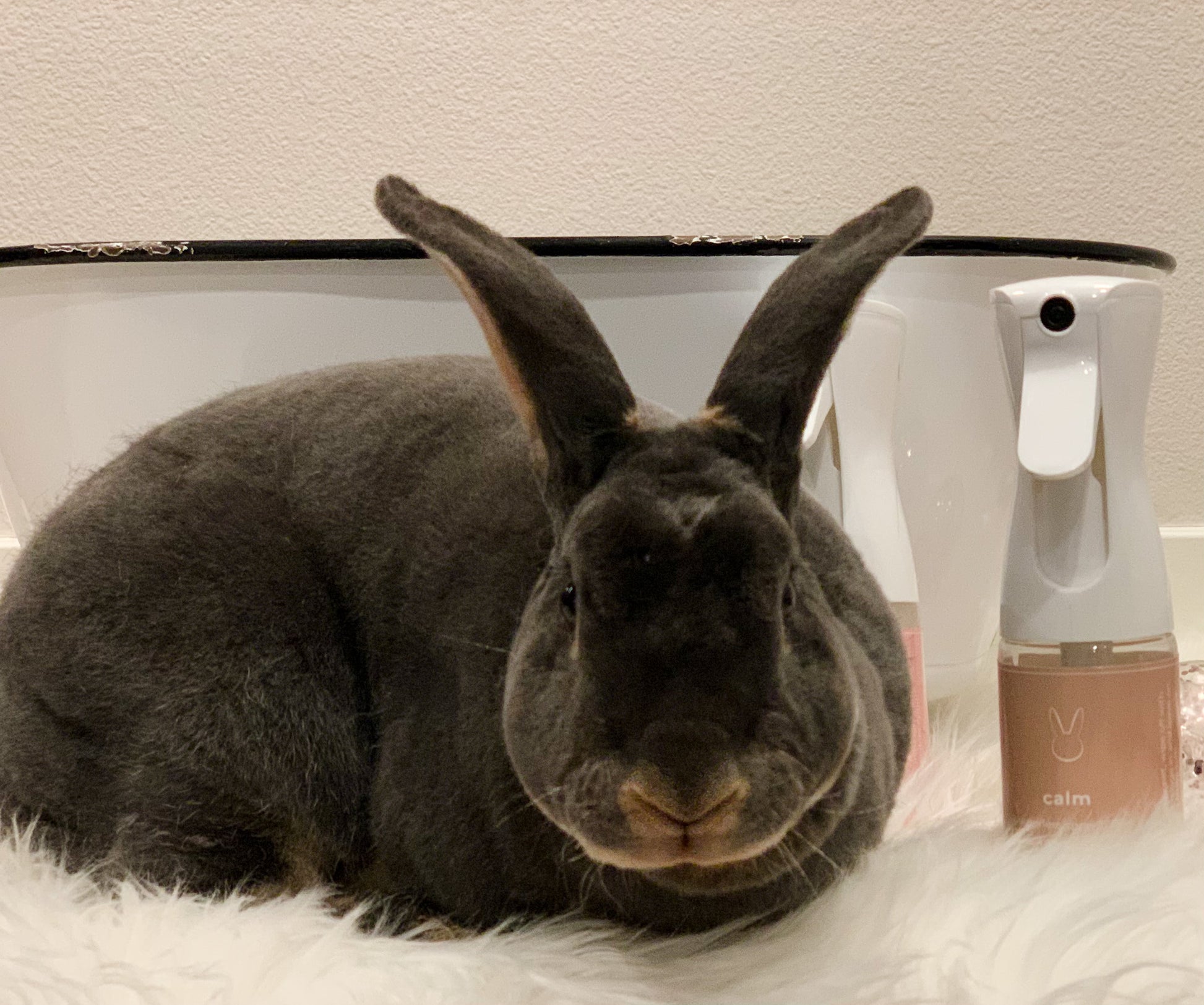 Calm Bunny, No Rinse Waterless Spray Bath  5.5 oz - PetPotion™