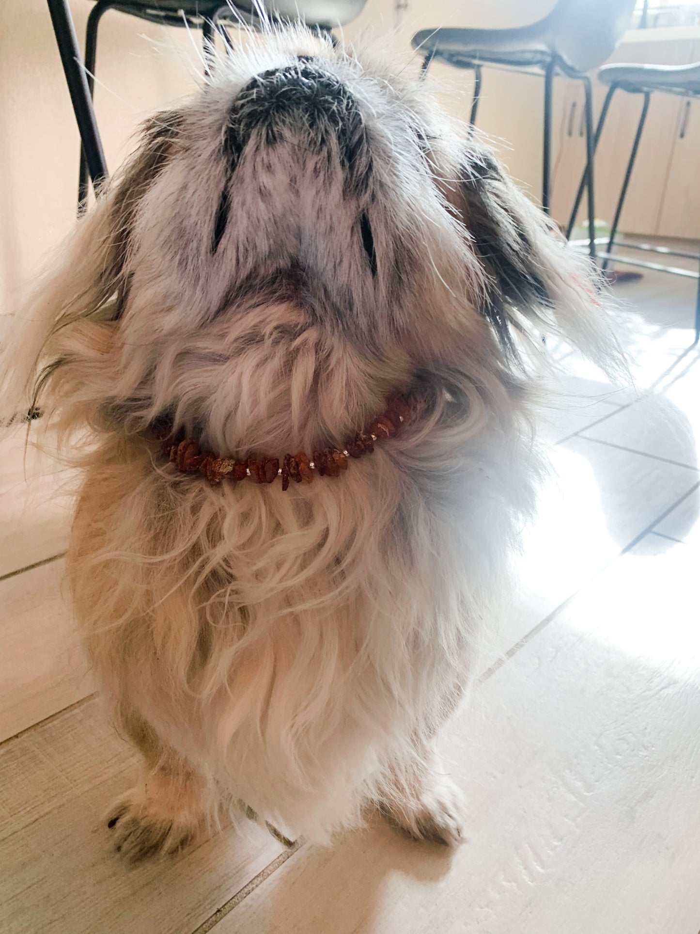 Authentic Baltic Amber Holistic Preventative Flea/Tick Necklace - PetPotion™