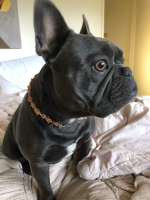 Authentic Baltic Amber Holistic Preventative Flea/Tick Necklace - PetPotion™